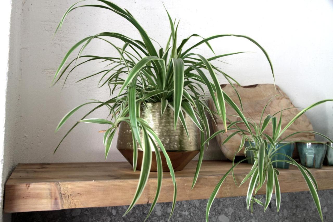 Agave Villa Lazise